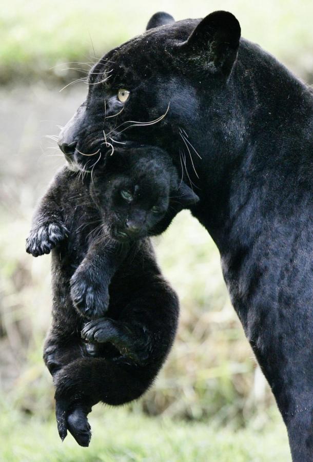 Настоящая черная пантера