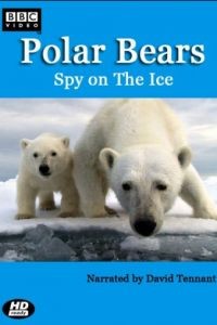 BBC. Белый медведь: Шпион во льдах